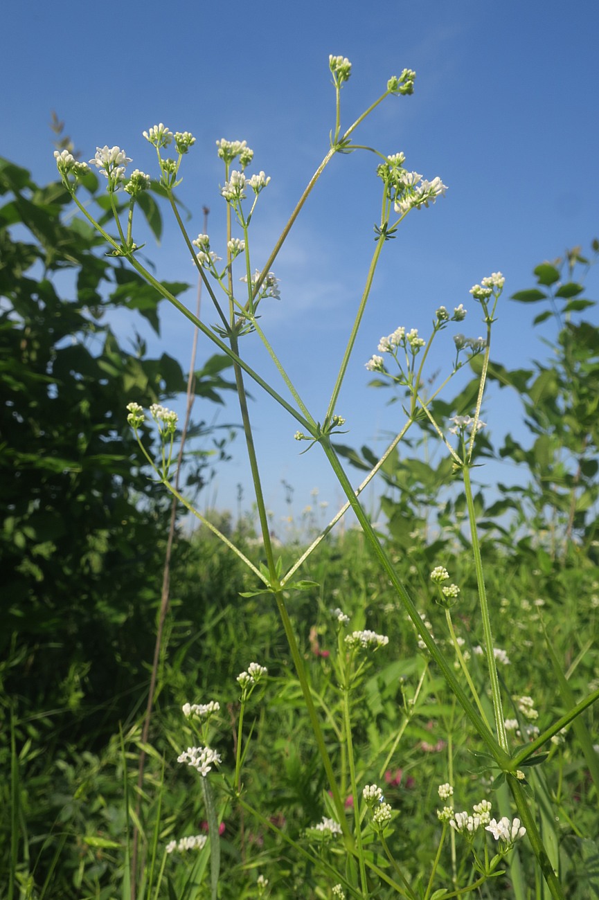 Изображение особи Galium pseudorivale.