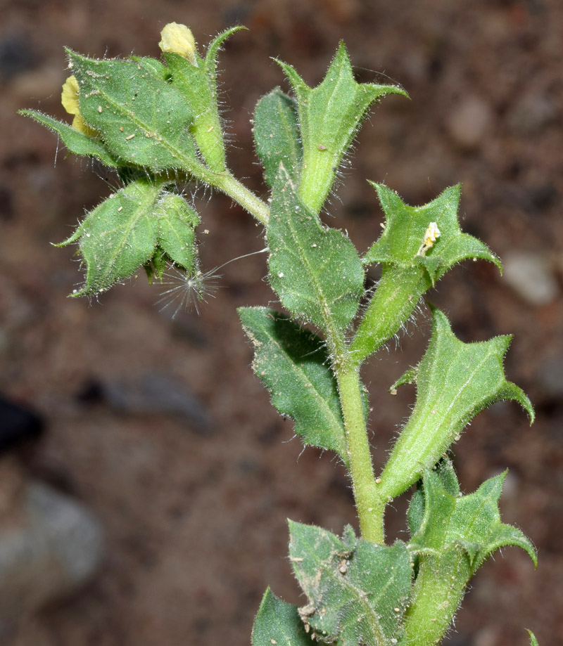 Изображение особи Hyoscyamus pusillus.