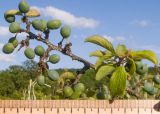 Prunus stepposa. Веточка с незрелыми плодами. Краснодарский край, Крымский р-н, окр. станицы Неберджаевская, ур. Темрючки, каменистая поляна в грабово-дубовом лесу. 14.06.2021.