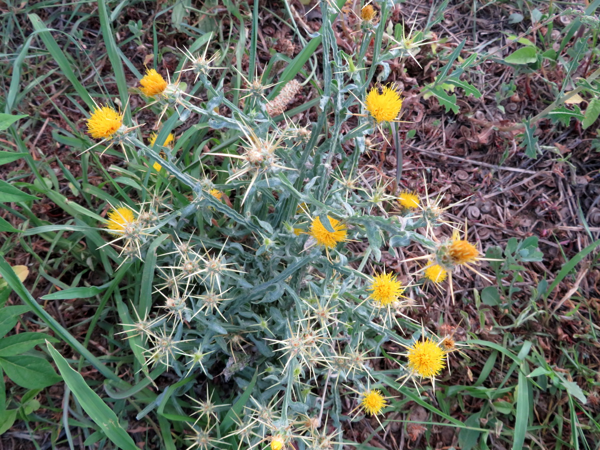 Image of Centaurea solstitialis specimen.