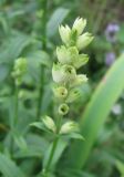 Physostegia virginiana. Соплодие. Санкт-Петербург, клумба. 16 сентября 2010 г.