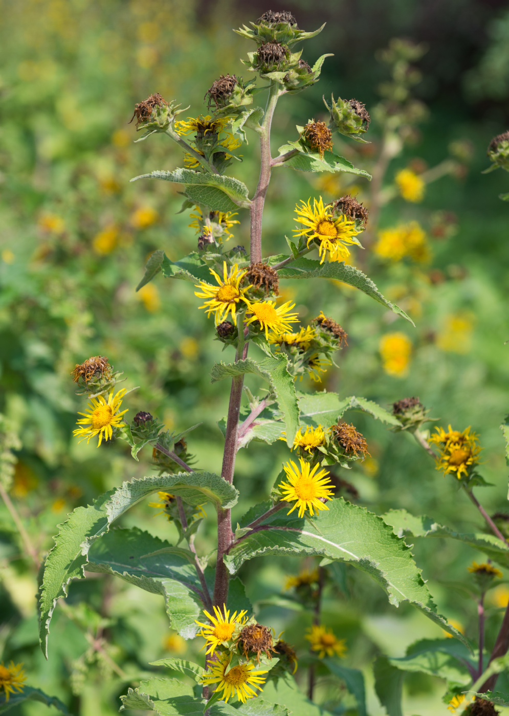 Изображение особи Inula helenium.