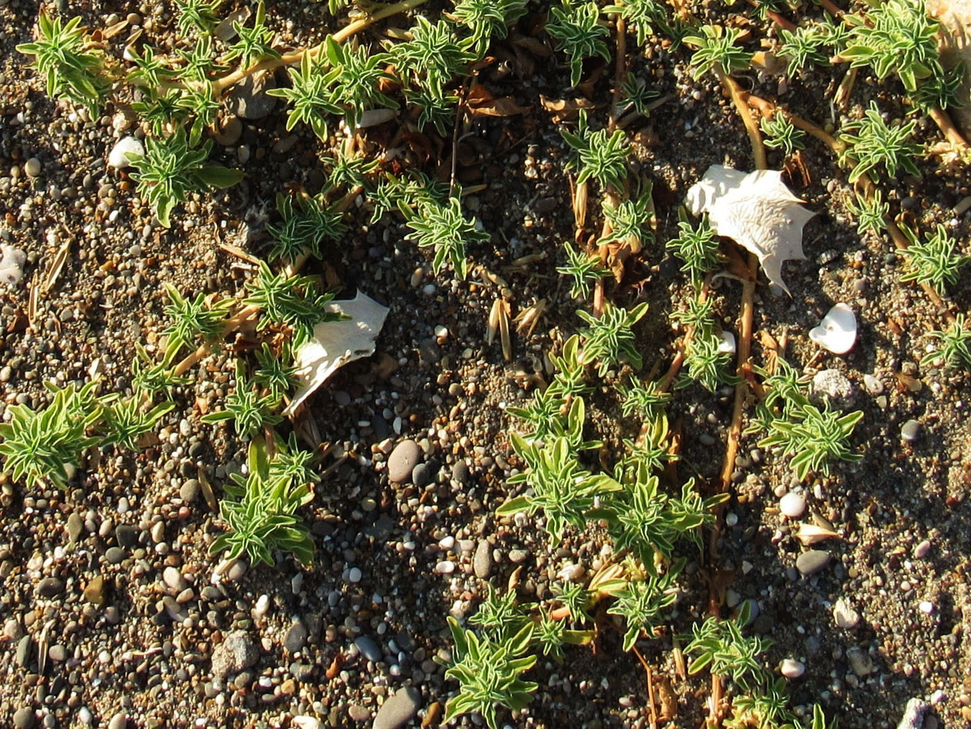 Image of genus Amaranthus specimen.