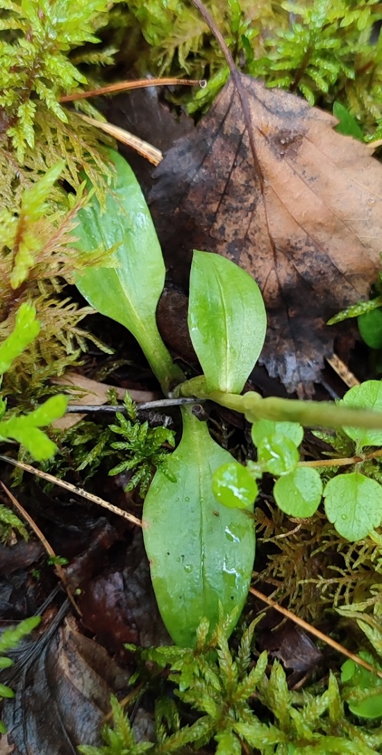 Изображение особи Goodyera repens.