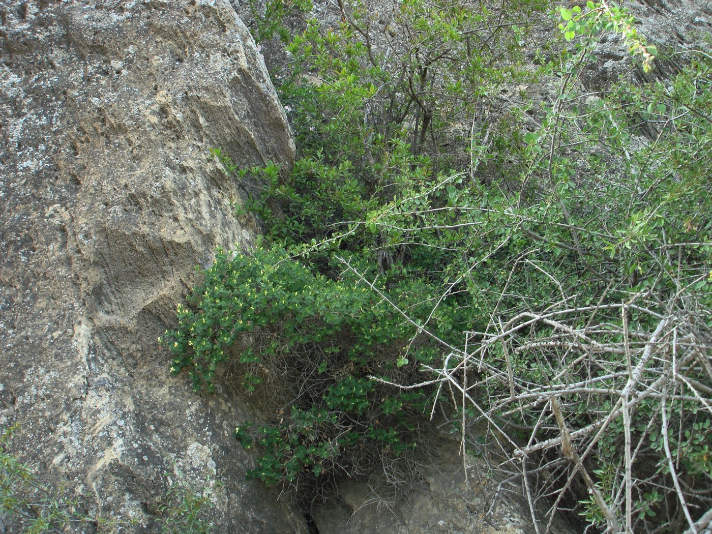 Image of Lonicera iberica specimen.