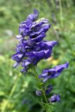 Aconitum nasutum