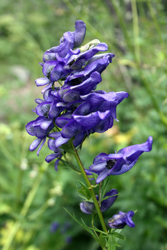 Изображение особи Aconitum nasutum.