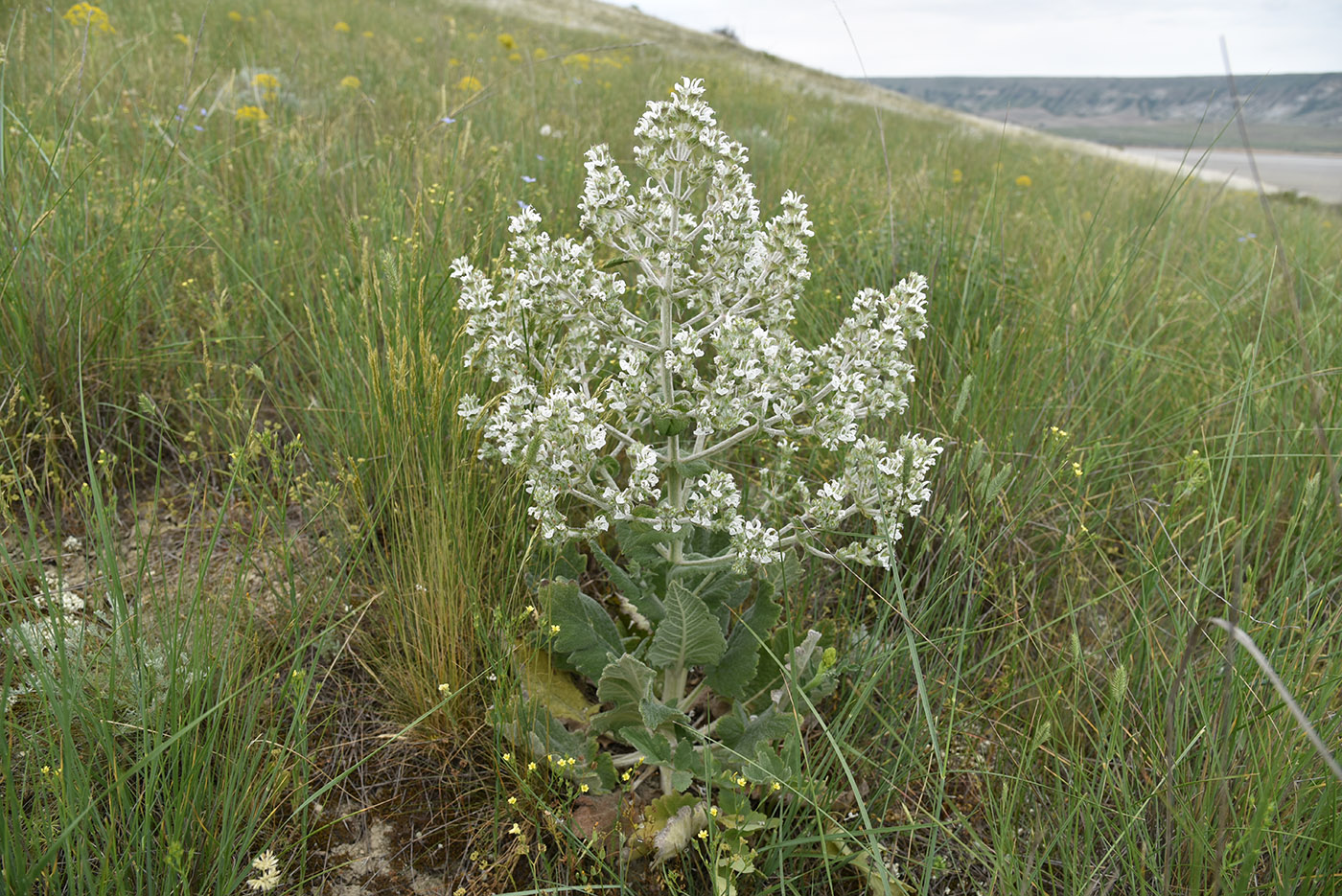 Image of Salvia aethiopis specimen.