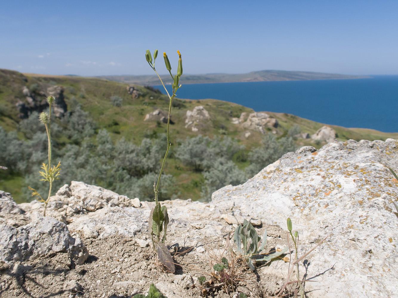 Изображение особи Crepis pulchra.