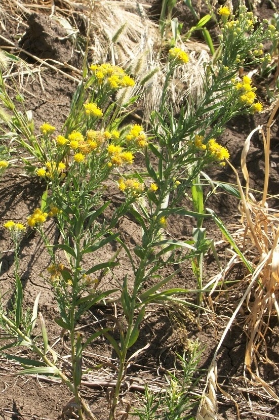 Image of Galatella trinervifolia specimen.