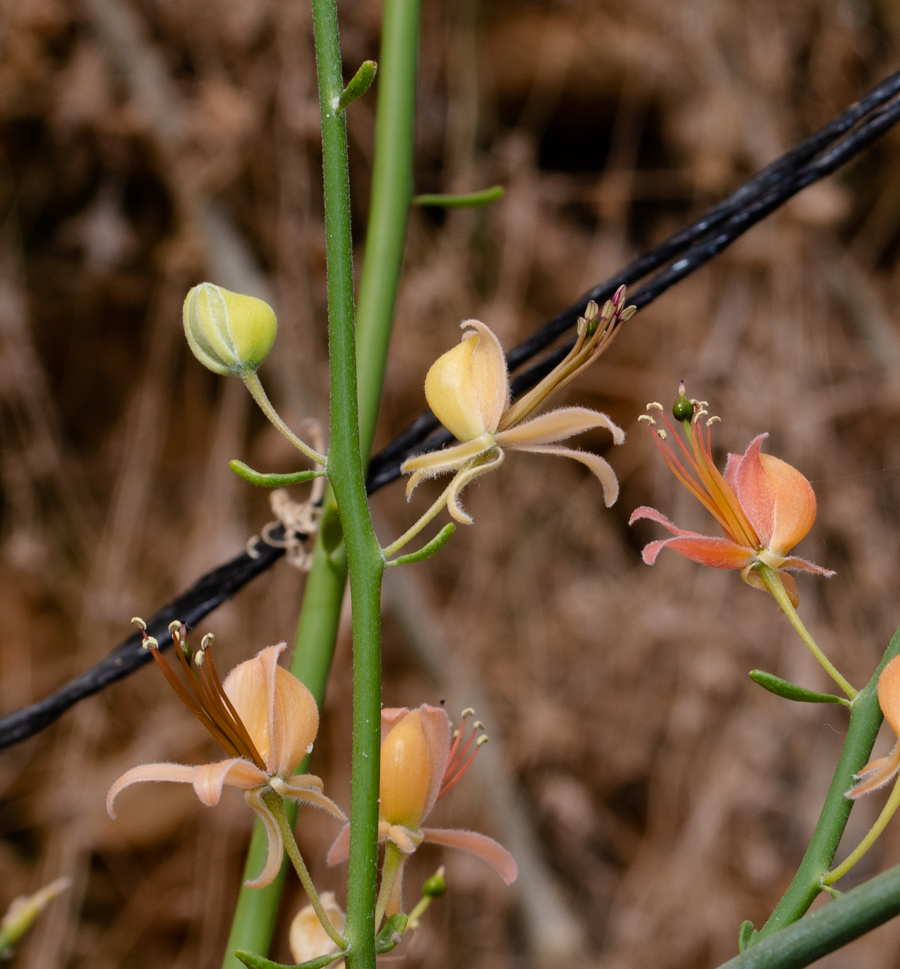 Image of Capparis decidua specimen.