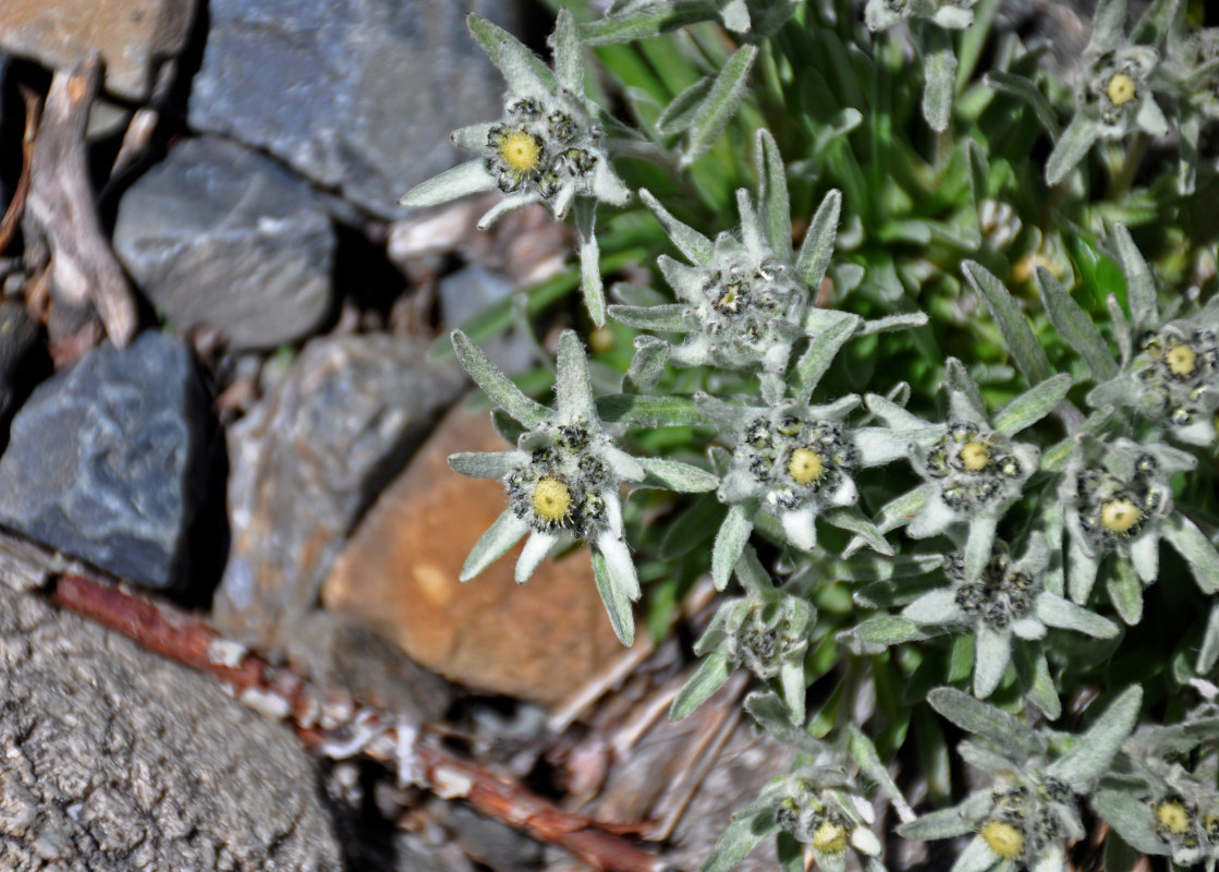 Image of Leontopodium ochroleucum specimen.