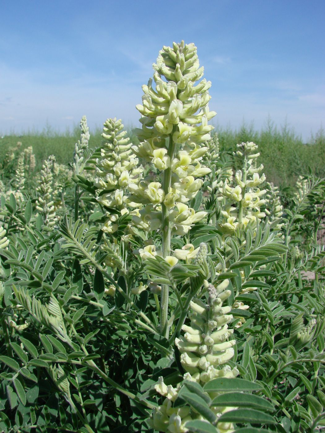 Изображение особи Pseudosophora alopecuroides.