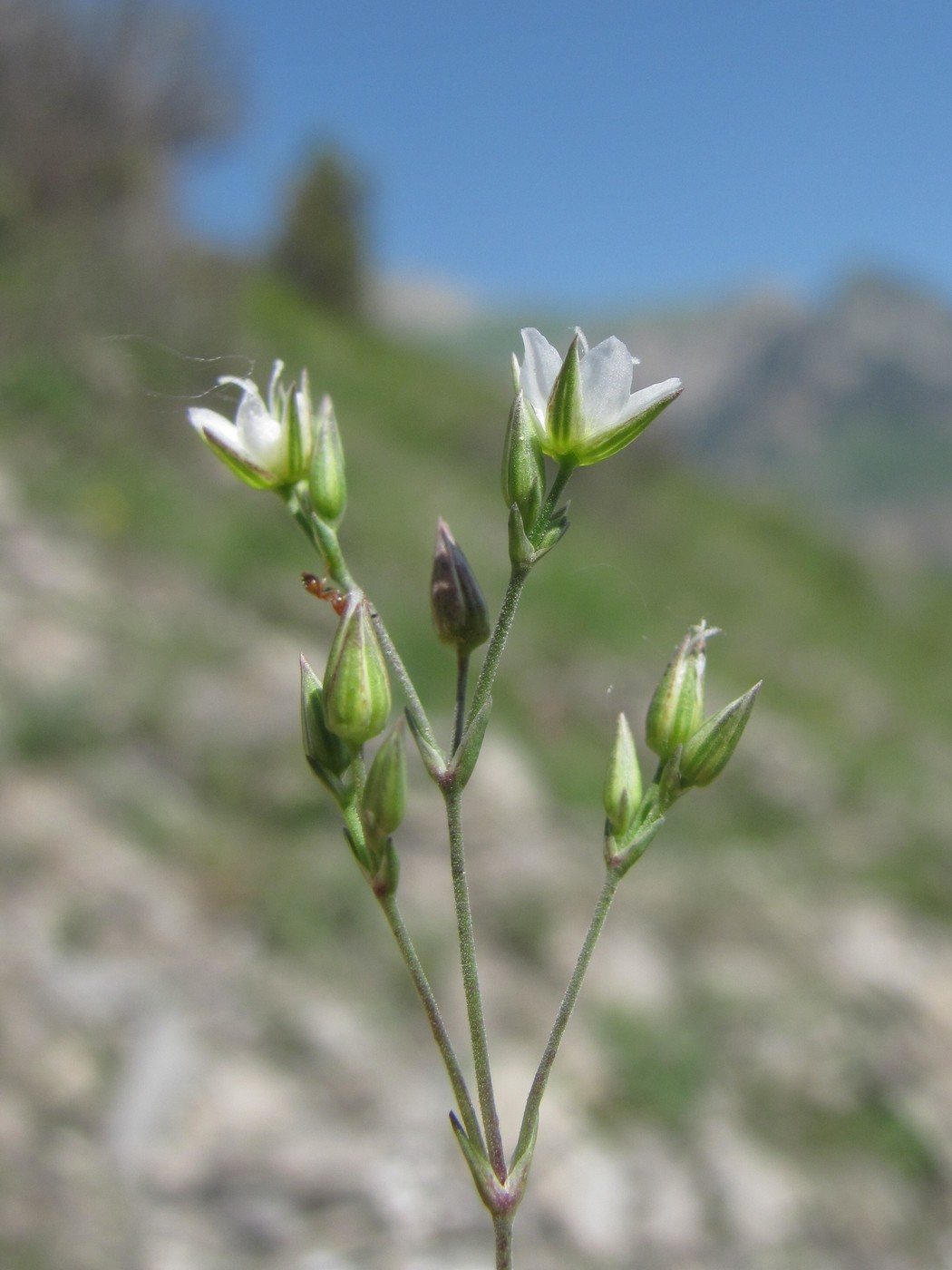 Изображение особи Minuartia tenuifolia.