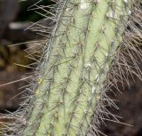 Cleistocactus baumannii