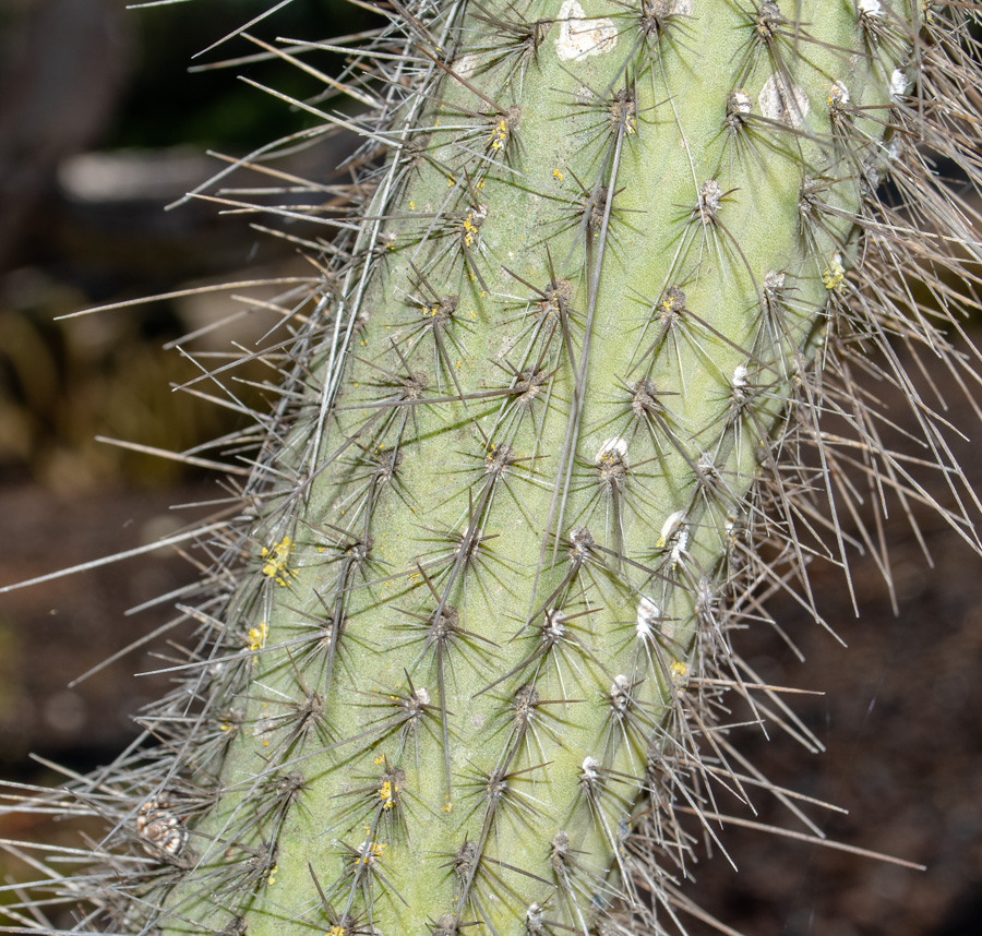 Изображение особи Cleistocactus baumannii.