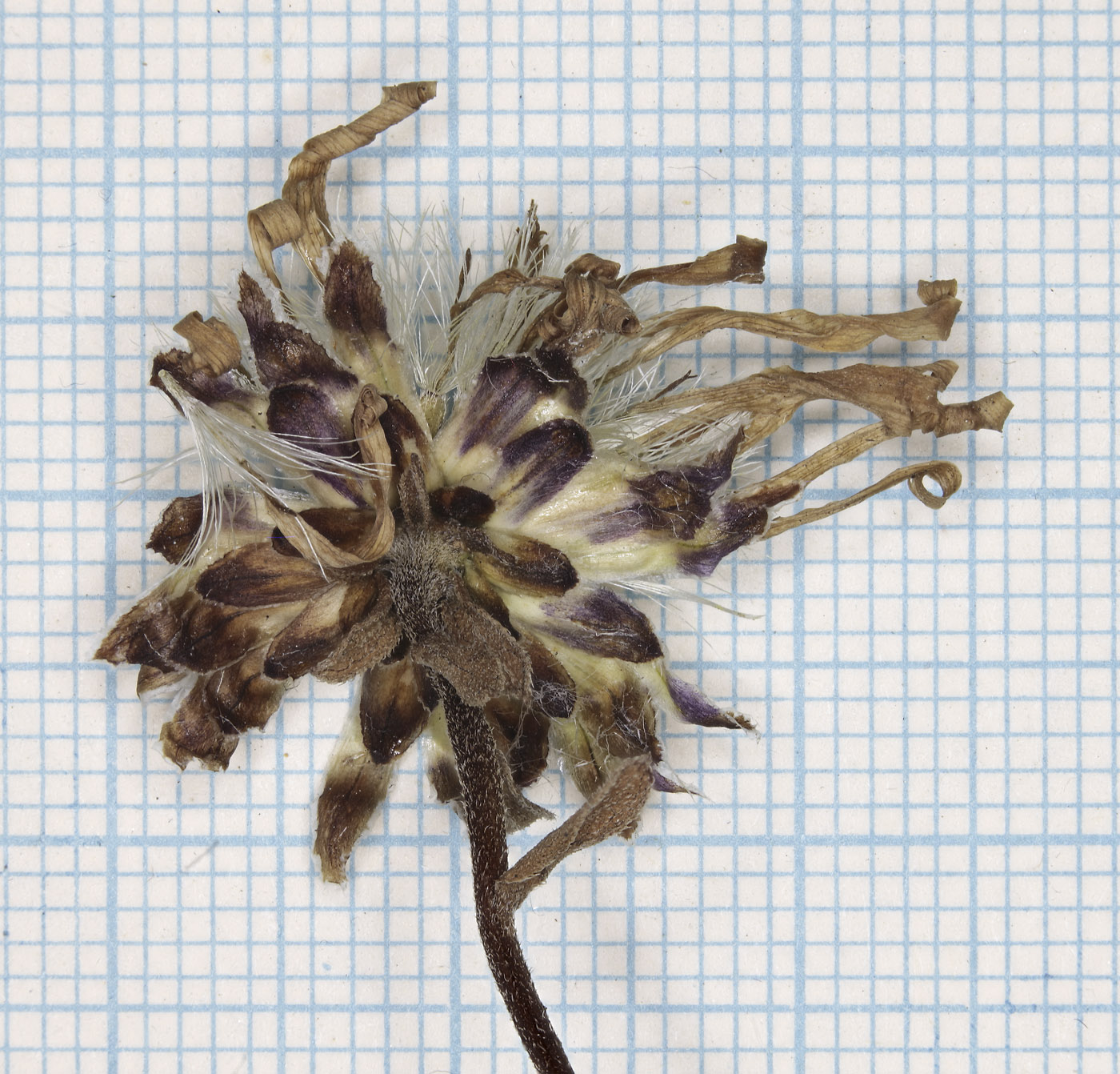 Image of Aster maackii specimen.