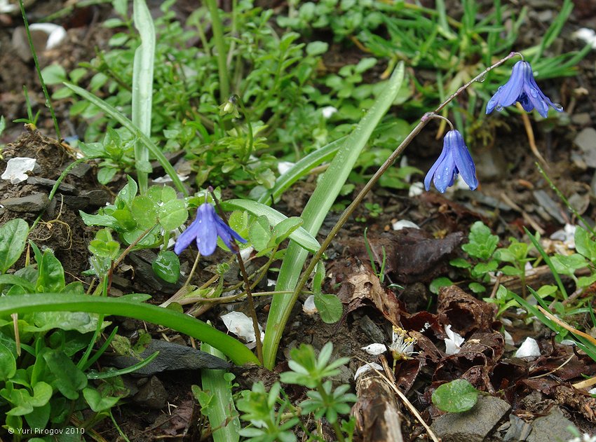 Image of genus Scilla specimen.