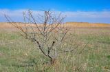 Elaeagnus angustifolia. Покоящееся растение. Волгоградская обл., Калачёвский р-н, южное побережье Береславского водохранилища, пойменный луг. 16.04.2021.