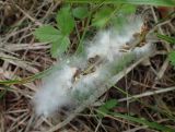 Populus suaveolens. Упавшее соплодие со вскрывшимися плодами. Московская обл., Талдомский р-н, окр. пгт Запрудня, смешанный лес между Дмитровским шоссе и железной дорогой, возле лесной дороги. 22.06.2021.