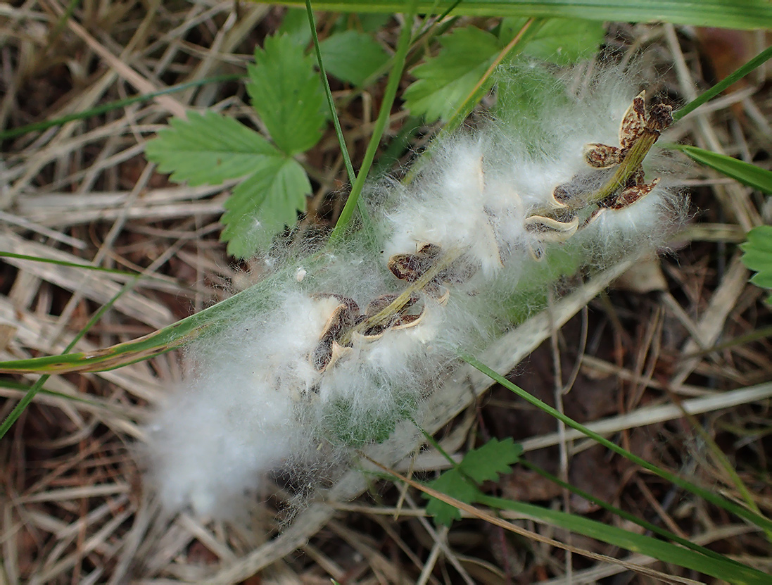 Image of Populus suaveolens specimen.