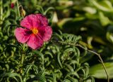 genus Helianthemum