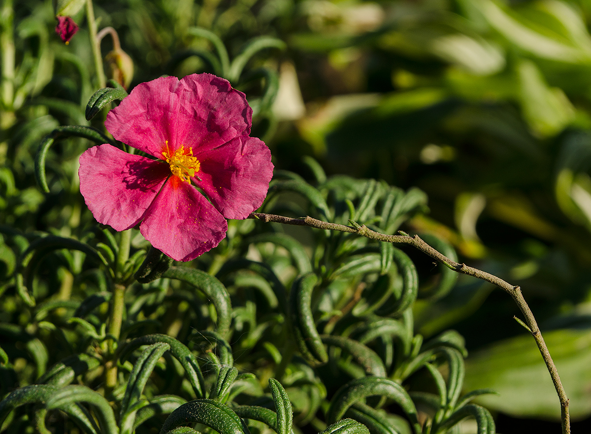 Image of genus Helianthemum specimen.