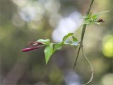 Jasminum beesianum