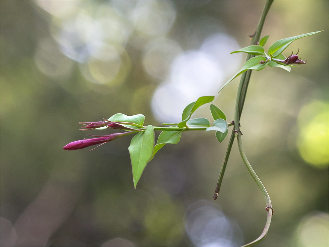 Image of Jasminum beesianum specimen.