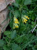 Primula macrocalyx
