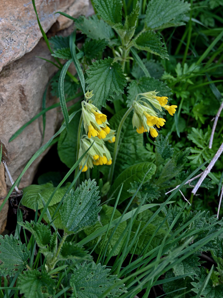 Изображение особи Primula macrocalyx.