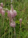 Plantago urvillei. Соцветия. Магаданская обл., Ольский р-н, Ольское шоссе, разнотравная обочина дороги. 22.07.2013.