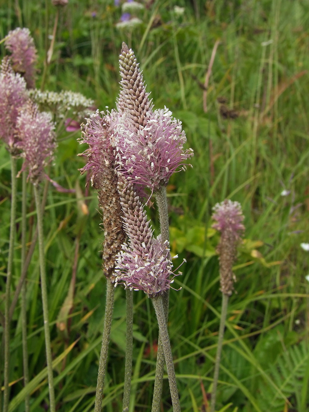 Image of Plantago urvillei specimen.