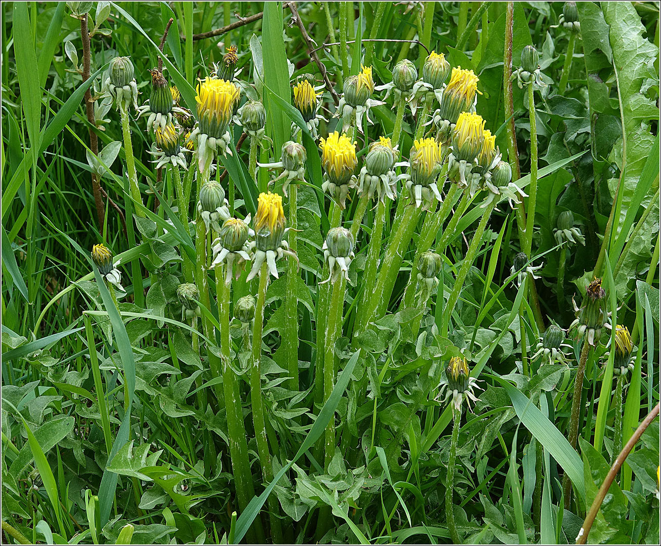 Image of Taraxacum officinale specimen.