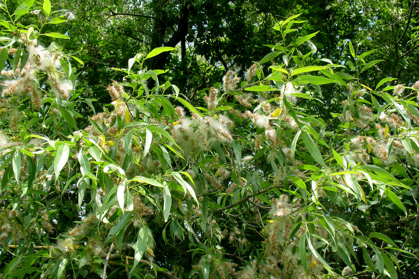 Image of Salix euxina specimen.