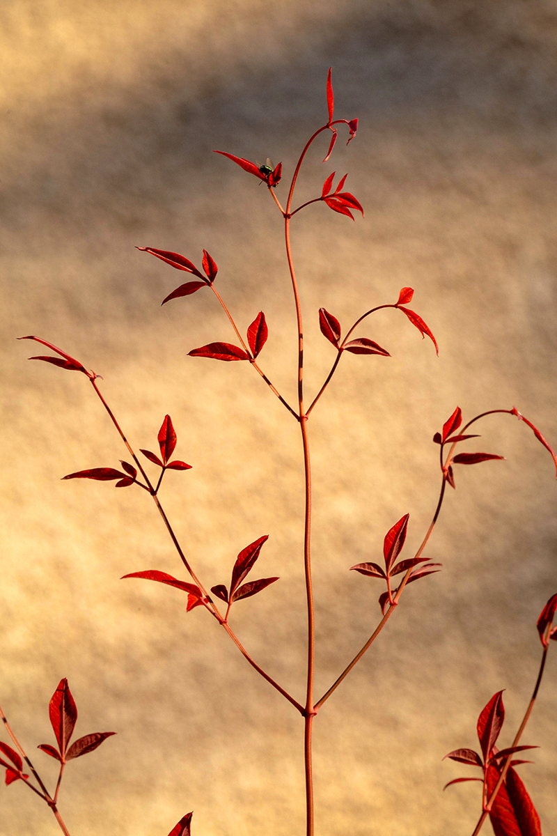 Image of Nandina domestica specimen.