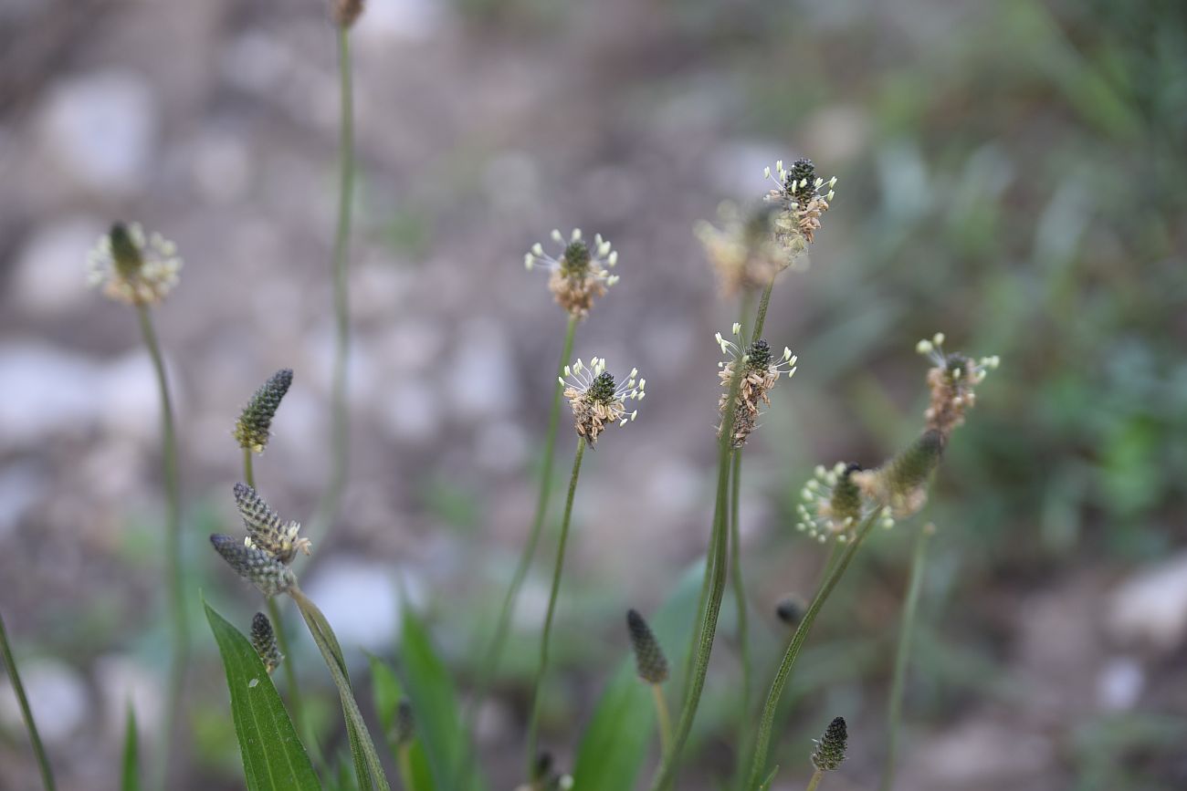 Изображение особи Plantago atrata.