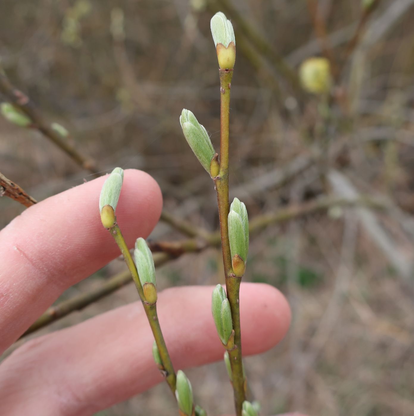 Image of Salix viminalis specimen.