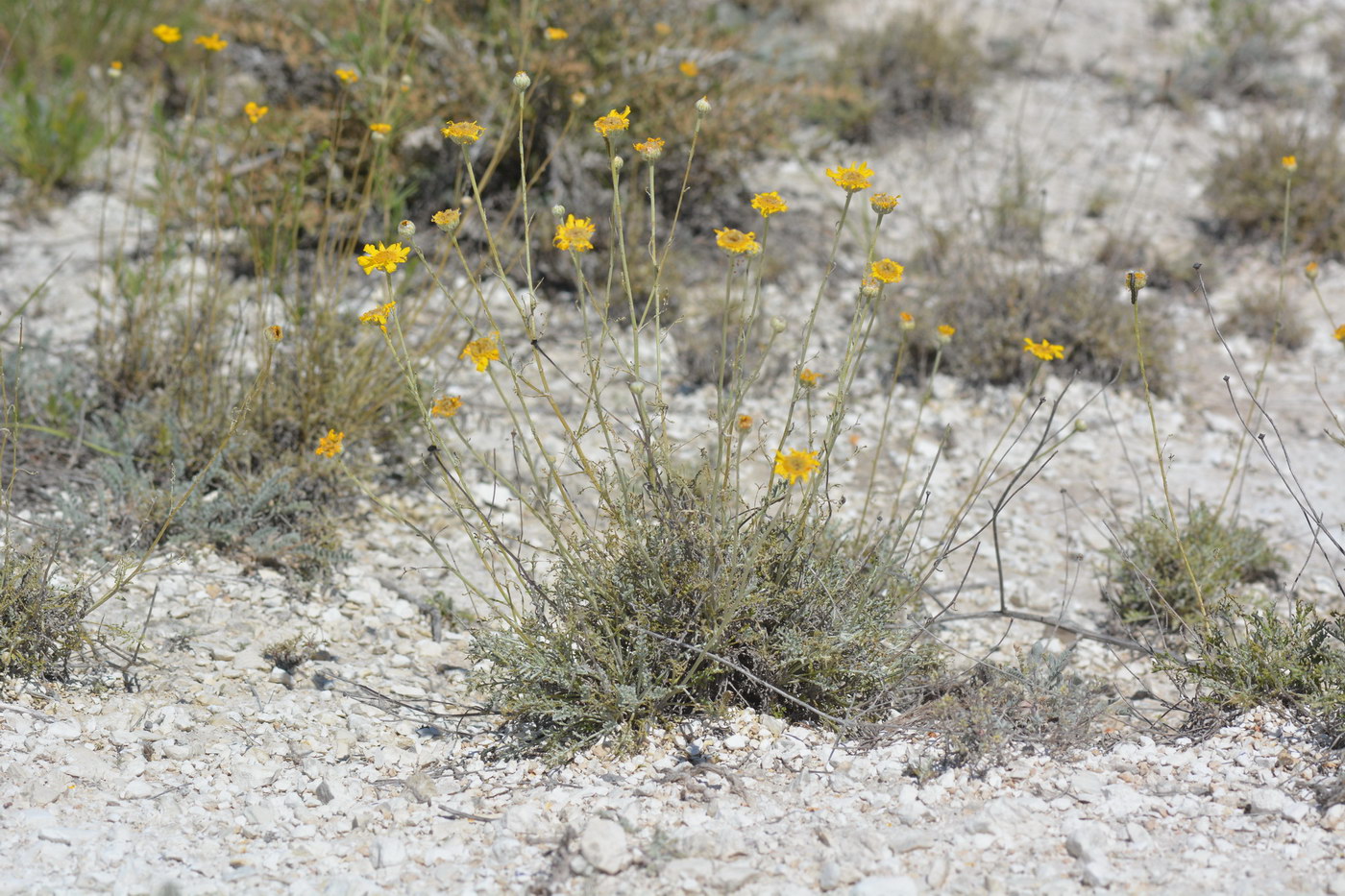 Изображение особи Anthemis trotzkiana.