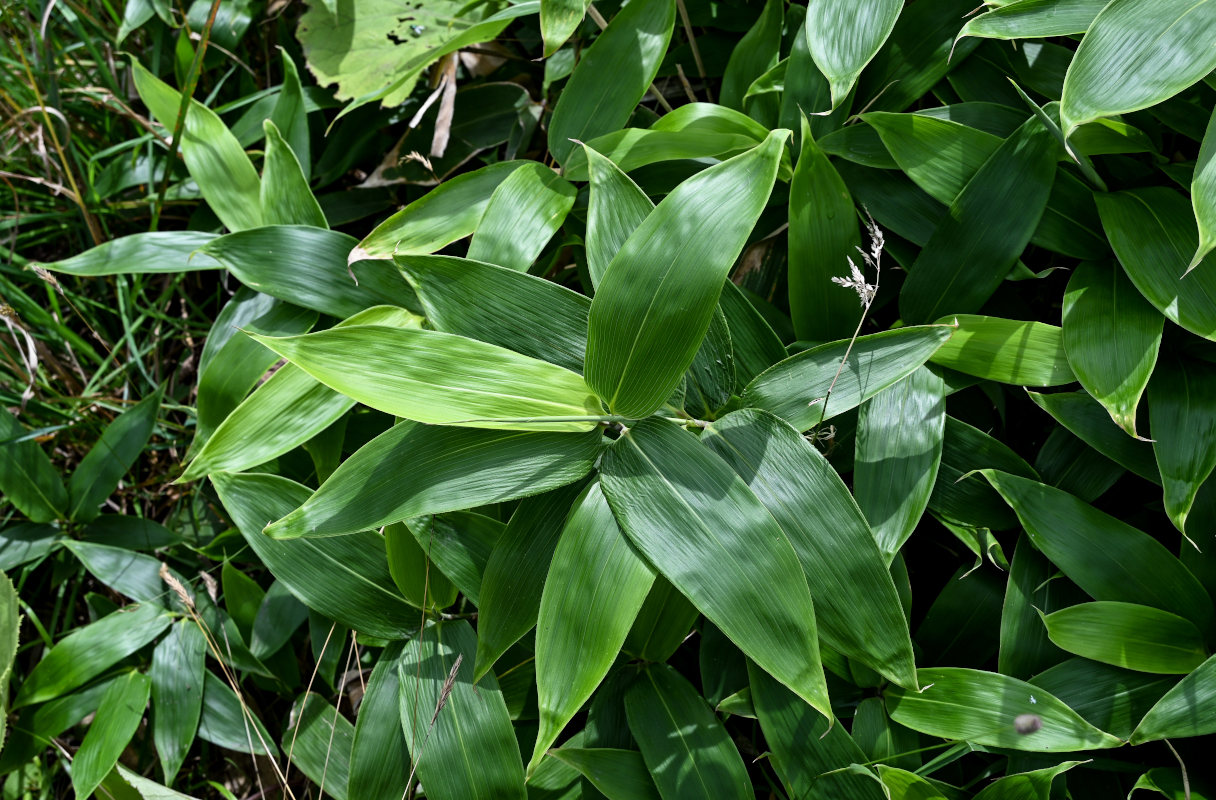 Image of genus Sasa specimen.