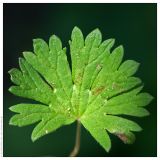 Image of taxon representative. Author is Вадим Прохоров