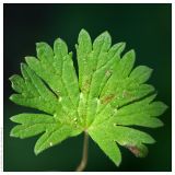 Geranium pusillum