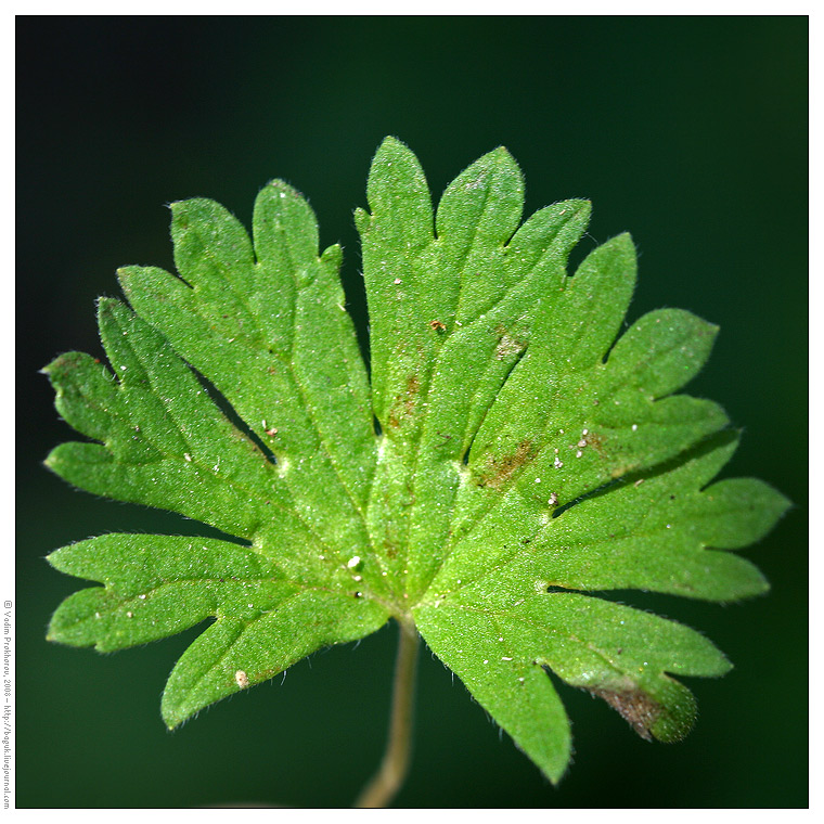 Image of Geranium pusillum specimen.