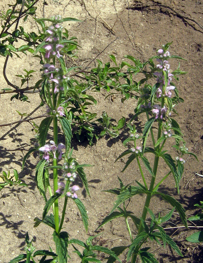 Изображение особи Stachyopsis oblongata.