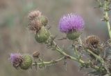 Cirsium serrulatum