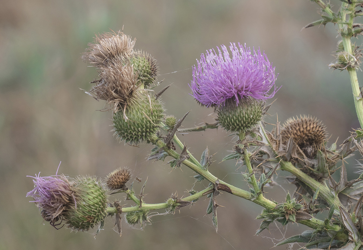 Image of Cirsium serrulatum specimen.