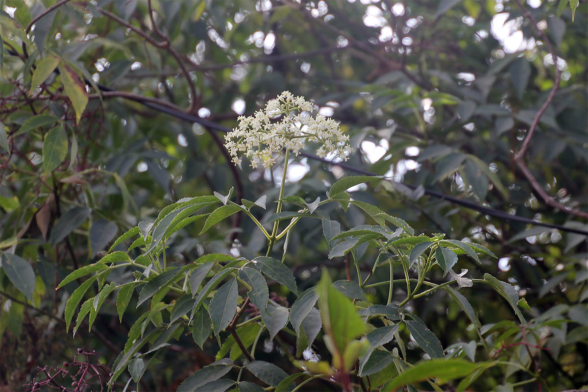 Изображение особи род Sambucus.