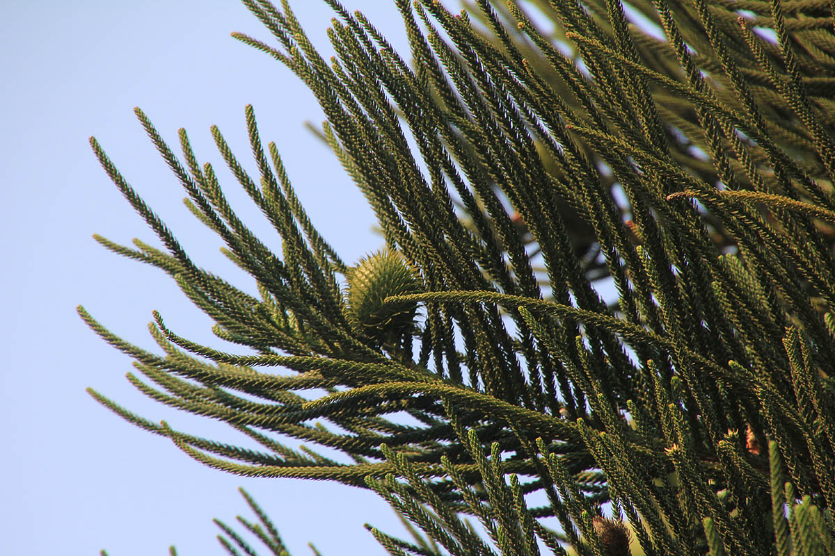 Image of genus Araucaria specimen.