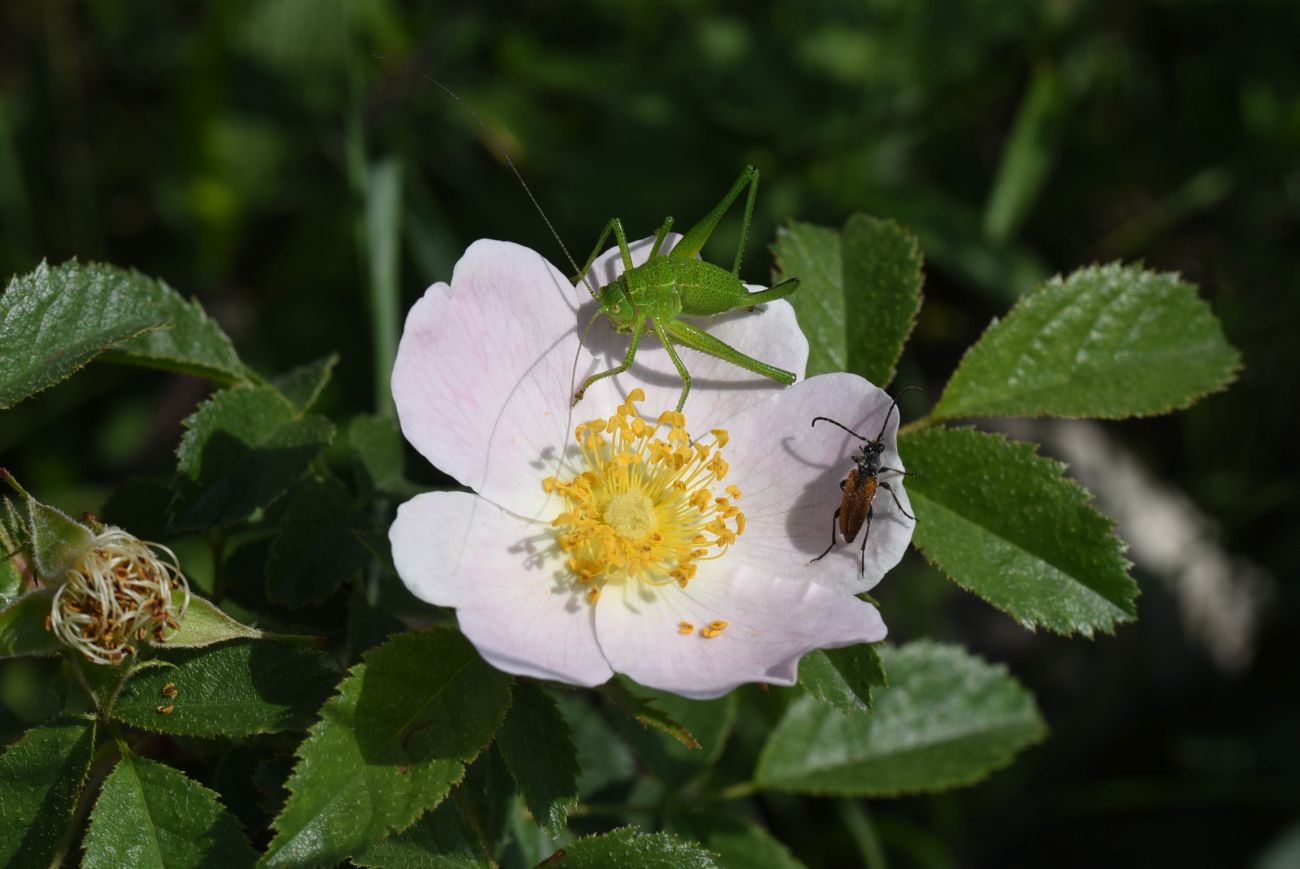 Image of genus Rosa specimen.