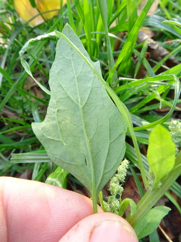 Изображение особи род Chenopodium.